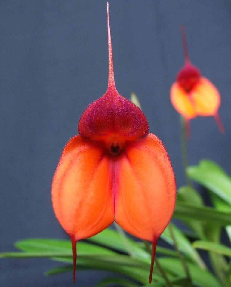 Masdevallia Bob Hoffman - HCC/AOC