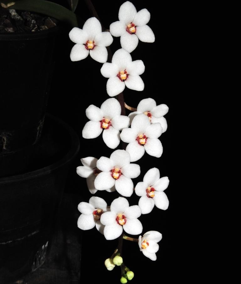 Sarcochilus hartmannii