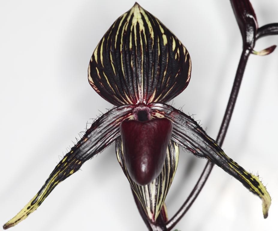 Paph Saint Dorothy