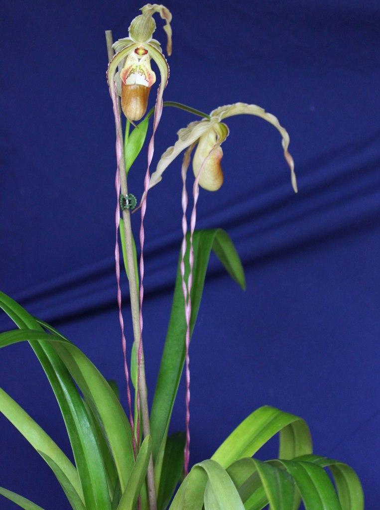Phragmipedium Grande - AM/AOC