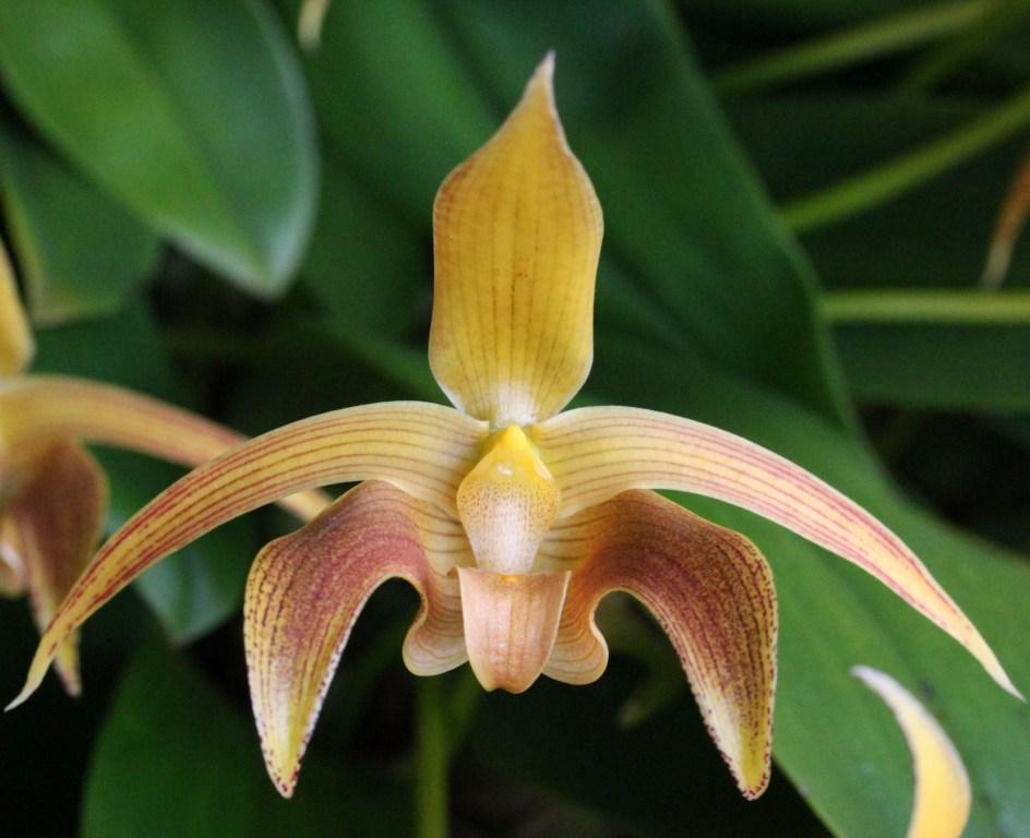 Bulbophyllum lobbii