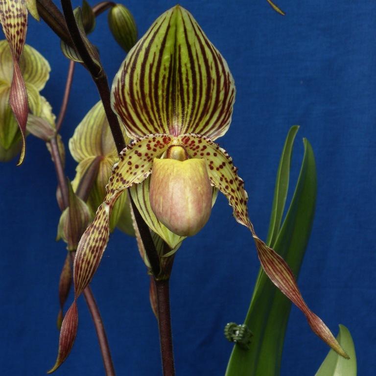 Paphiopedilum Mary Franz Smith - AM/AOC