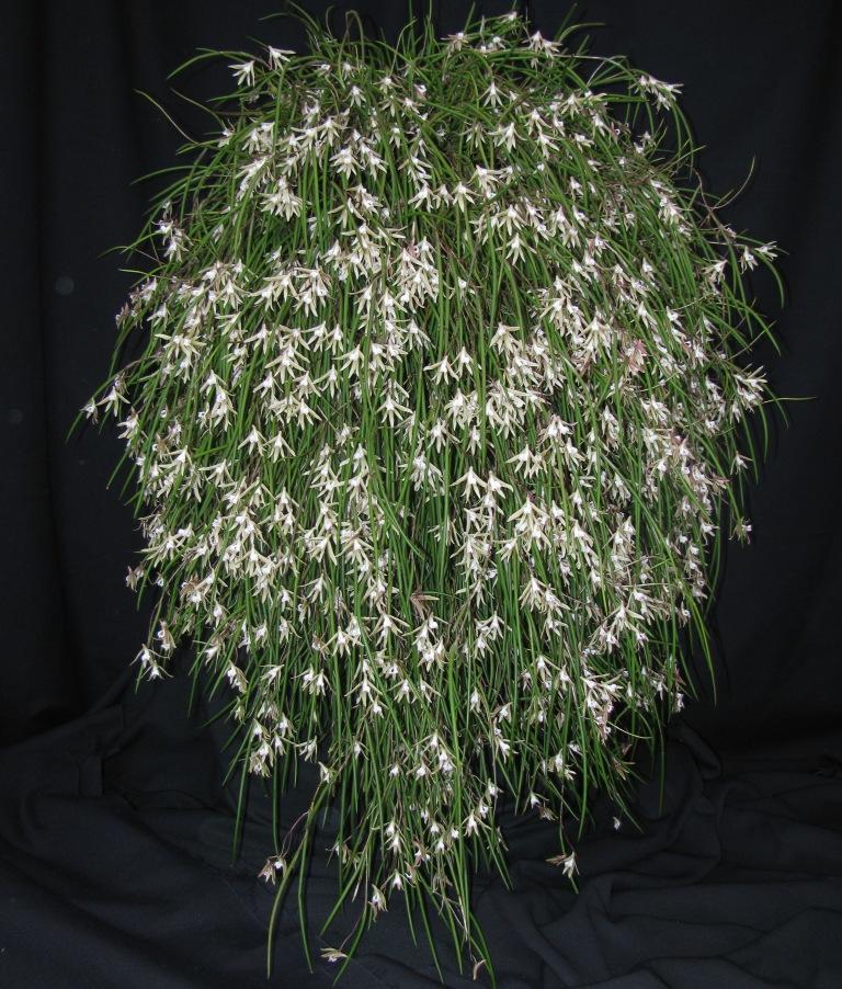 Den Stephen 'Jo's Pride'