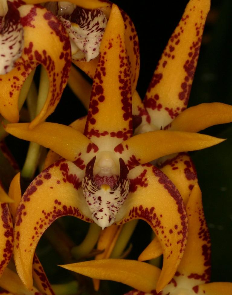 Dendrobium Avril's Gold - AM/AOC