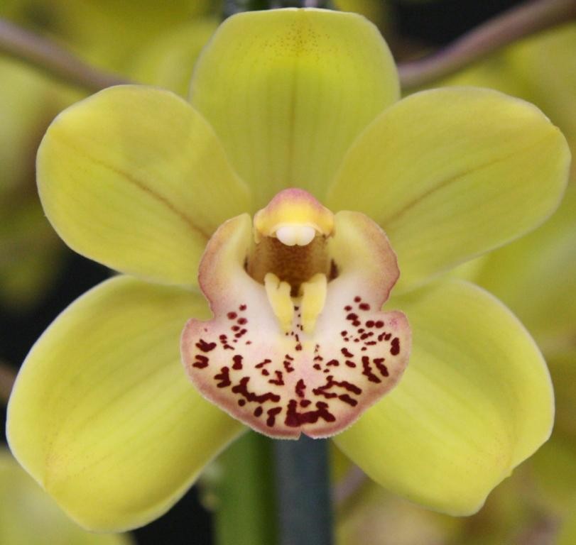 Cymbidium Taree Gold
