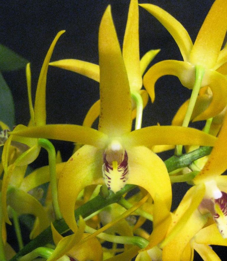 Dendrobium Midas Touch - AM/AOC
