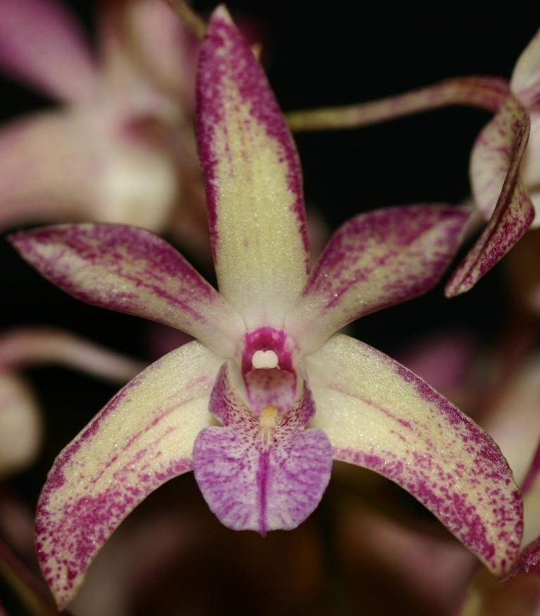 Dendrobium Skilly's Pride