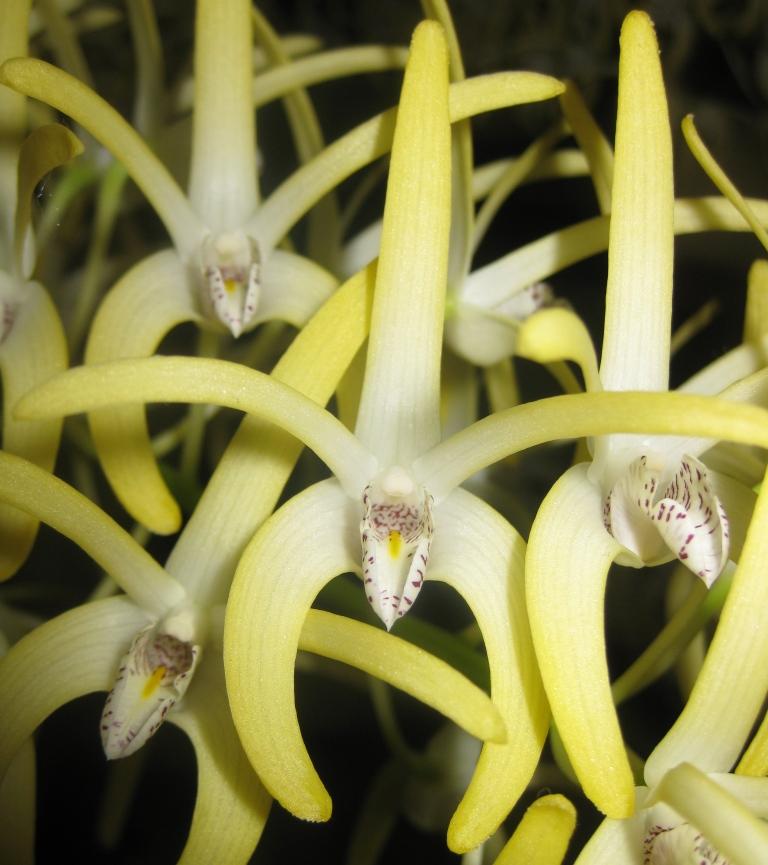 Dendrobium speciosum var. boreale - AM/AOC