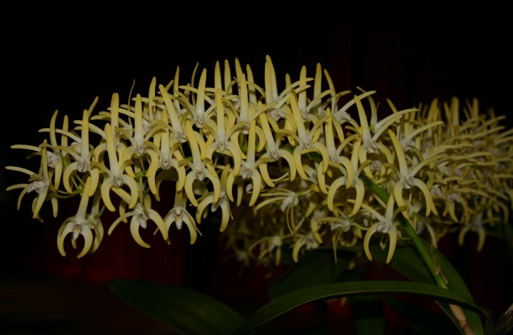 Dendrobium speciosum var. boreale - photo 2