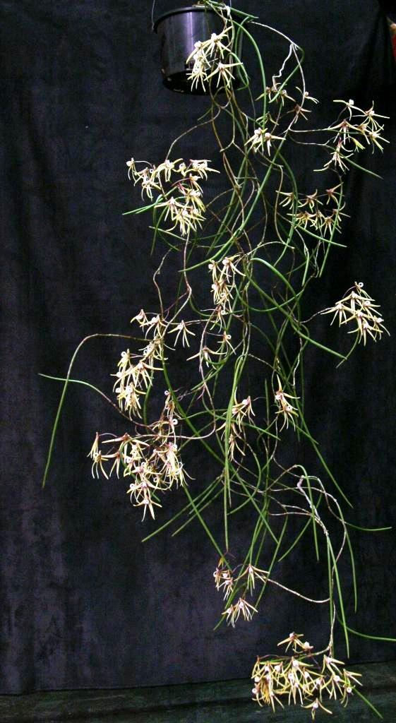 Dendrobium dolichophyllum