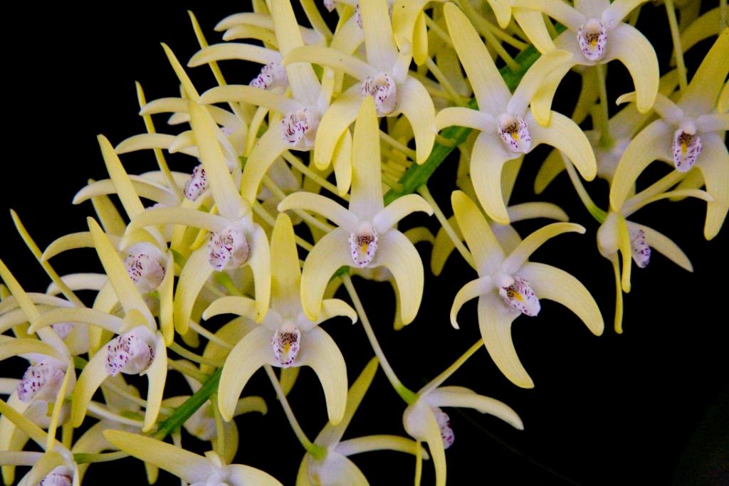 Dendrobium speciosum var. boreale - HCC/AOC
