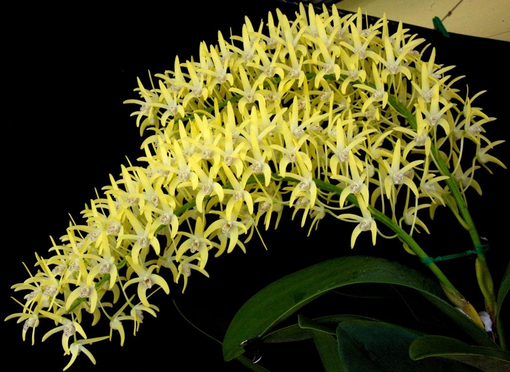 Dendrobium speciosum var. boreale - photo 2