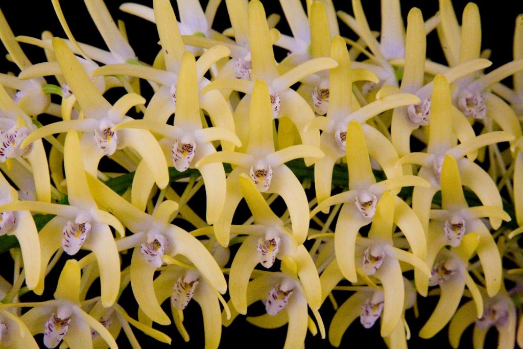 Dendrobium speciosum var. boreale - AM/AOC