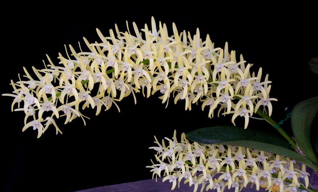 Dendrobium speciosum var. boreale - photo 2