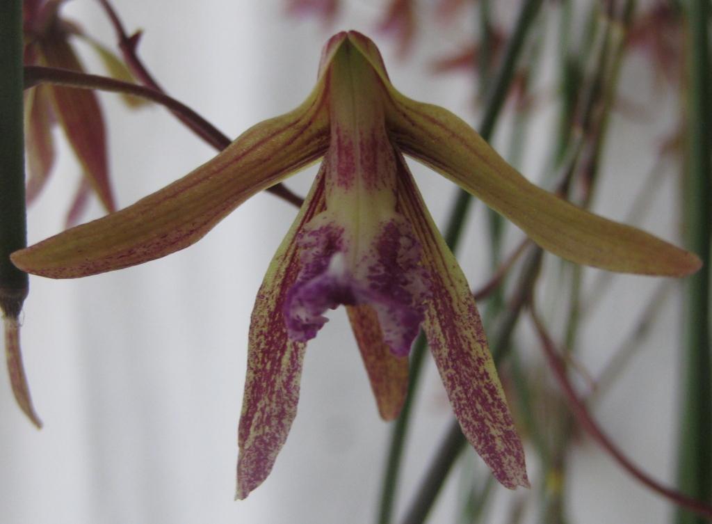 Dendrobium Australian Ginger - HCC/AOC