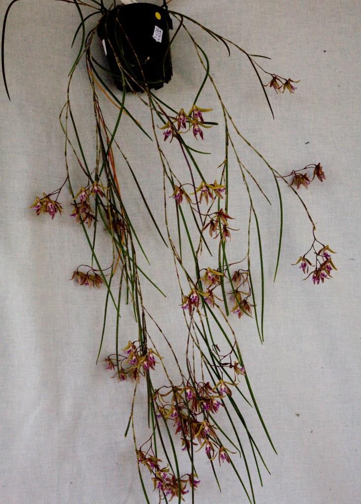 Dendrobium Australian Ginger - AD/AOC