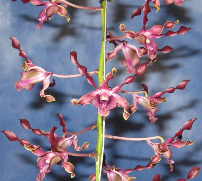 Dendrobium Cherub - AM/AOC