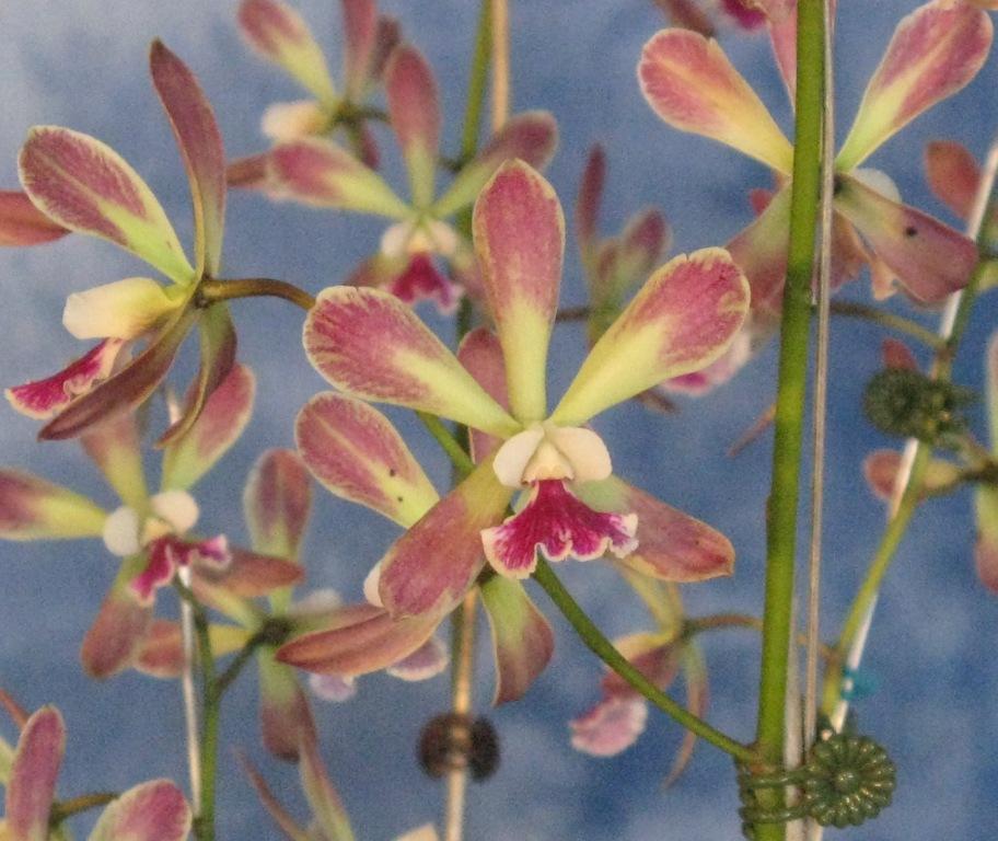 Cattlianthe Burdekin Honey - AM/AOC