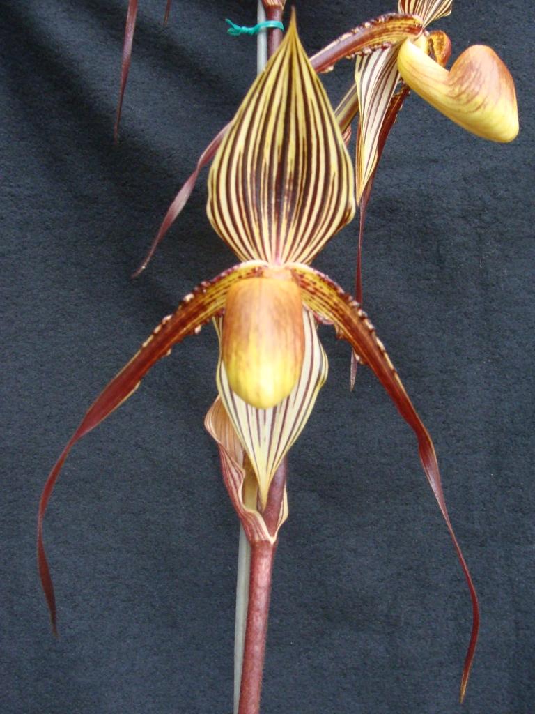 Paph Booth's Strap Leaf