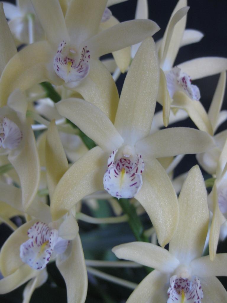 Dendrobium Finale - AM/AOC