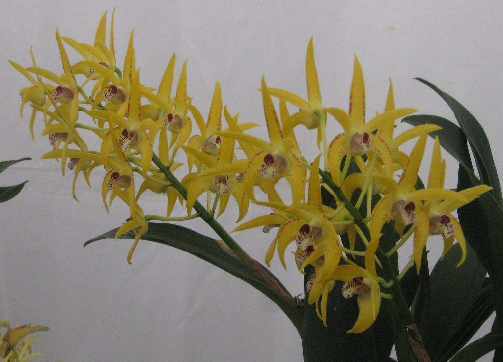 Dendrobium Midas Touch - HCC/AOC