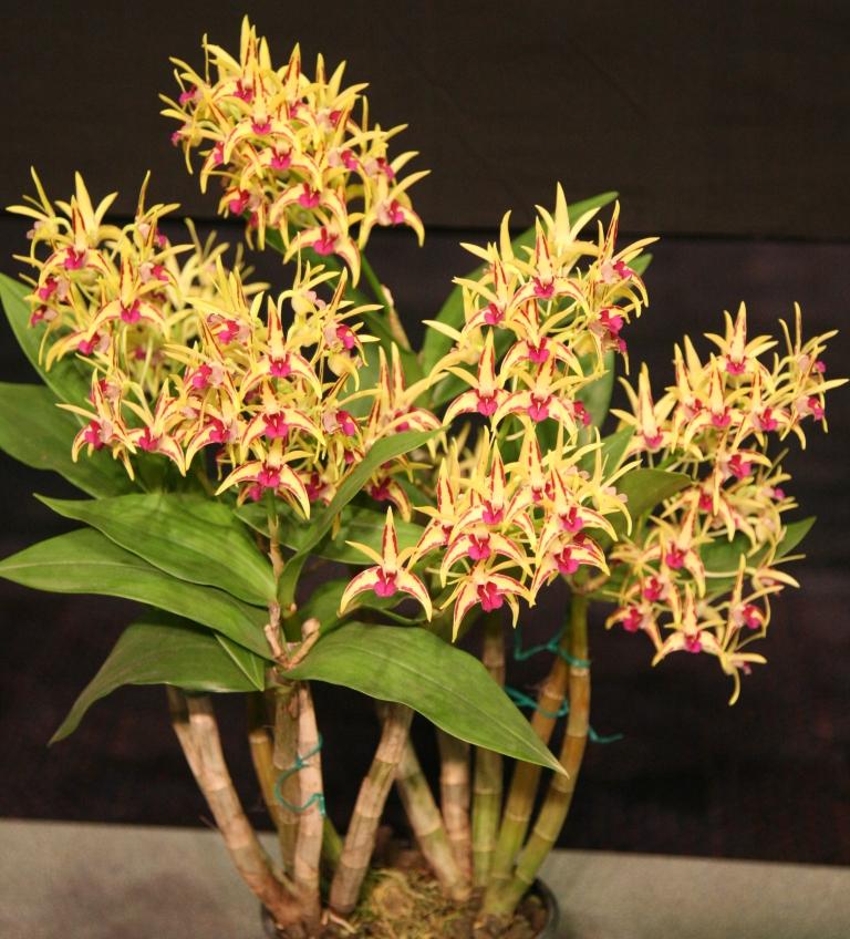 Dendrobium Jesmond Star - AM/AOC