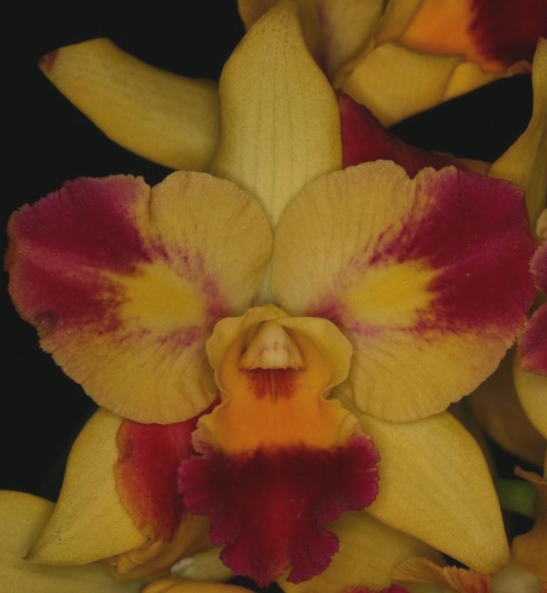 Rhyncattleanthe Roy's Magic