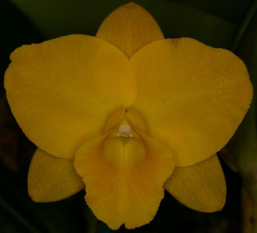 Rhyncattleanthe Roy's Magic - HCC/AOC