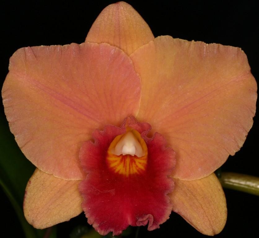 Rhyncholaeliocattleya Little Jamie T'nt