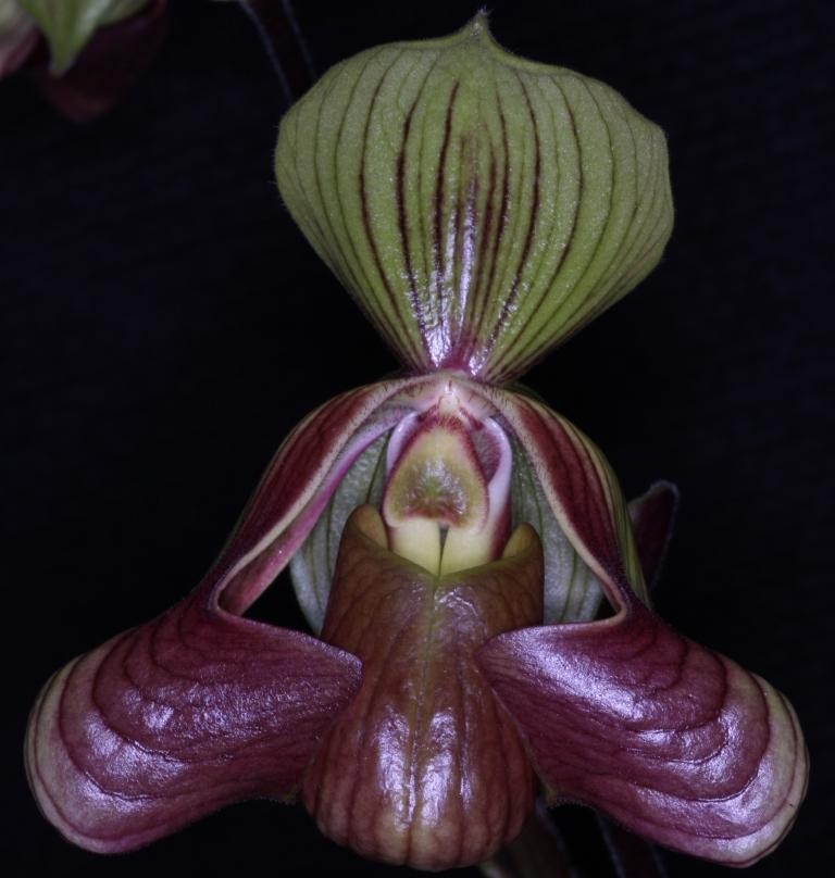 Paph Krazy Teez 'Tez's Muse'
