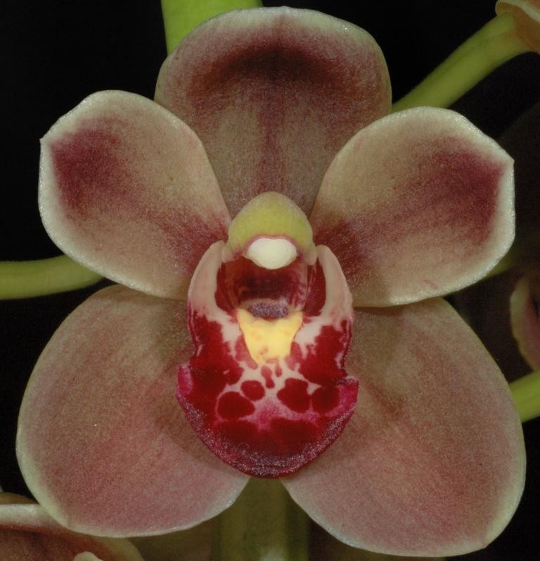 Cymbidium Doctor Len - HCC/AOC