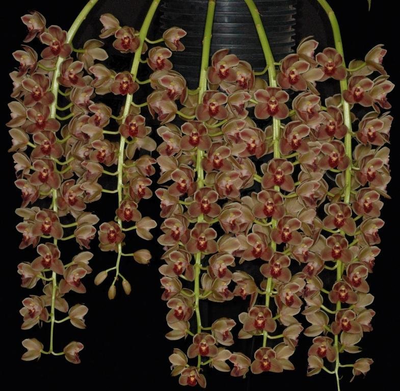 Cymbidium Doctor Len - ACC/AOC