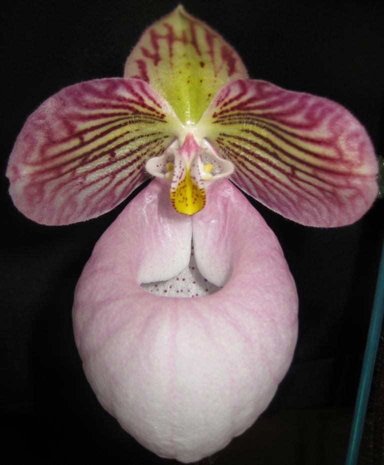 Paphiopedilum micranthum - AM/AOC