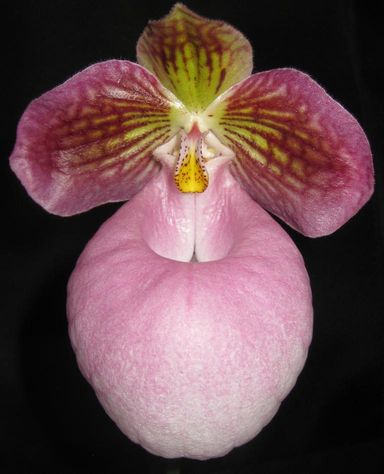 Paphiopedilum micranthum - AM/AOC