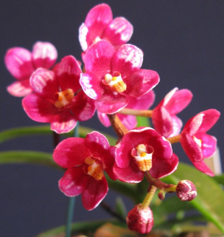 Sarcochilus Magic - AM/AOC