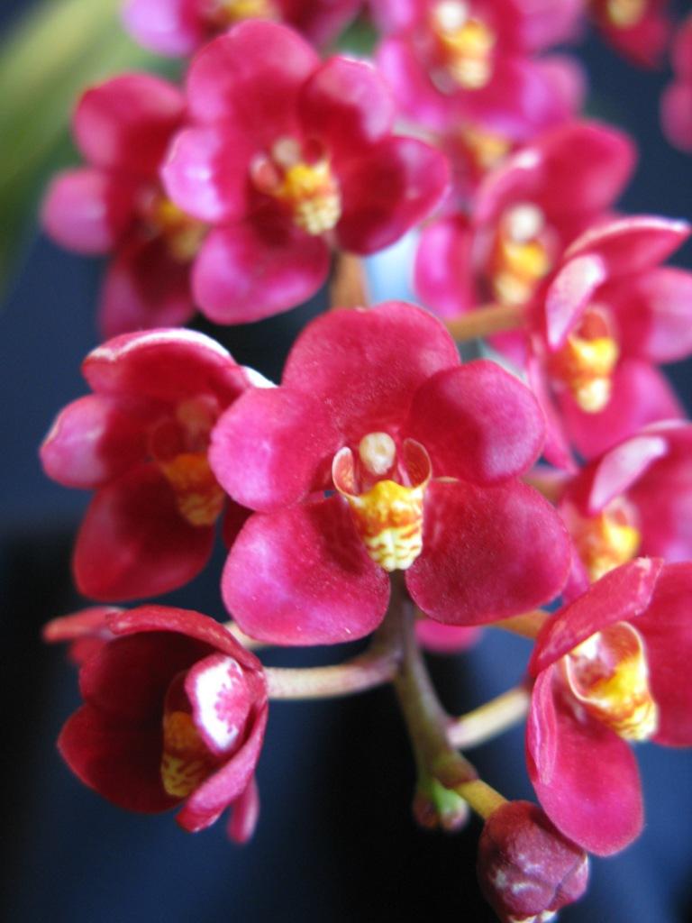 Sarcochilus Magic - HCC/AOC