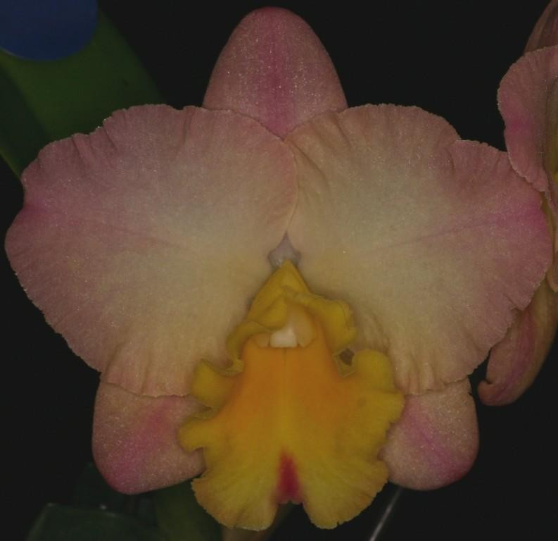 Rhyncholaeliocattleya Lisa Taylor Gallis - AM/AOC