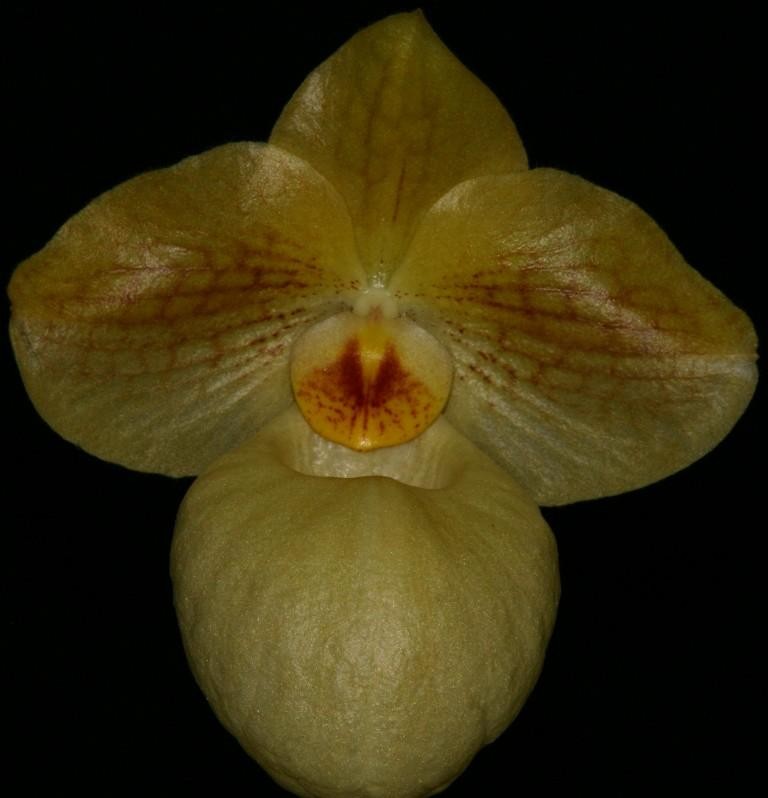 Paphiopedilum Fumi's Delight - HCC/AOC