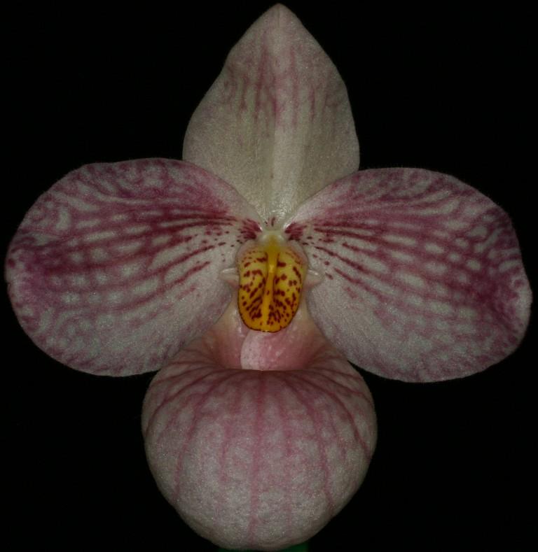 Paphiopedilum Lola Bird - HCC/AOC
