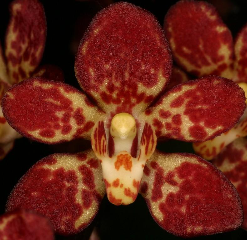 Sarcochilus Daybreak - HCC/AOC