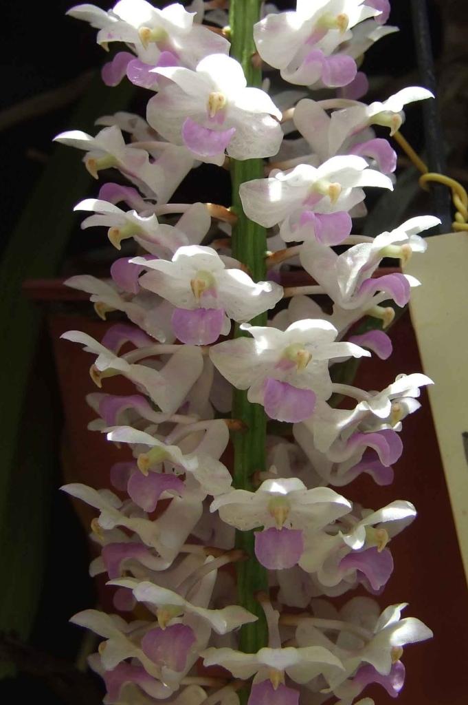 Rhynchostylis retusa