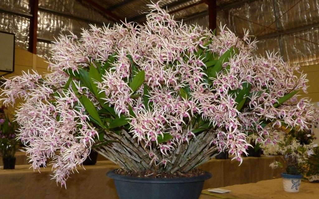 Den Aussie Starlight