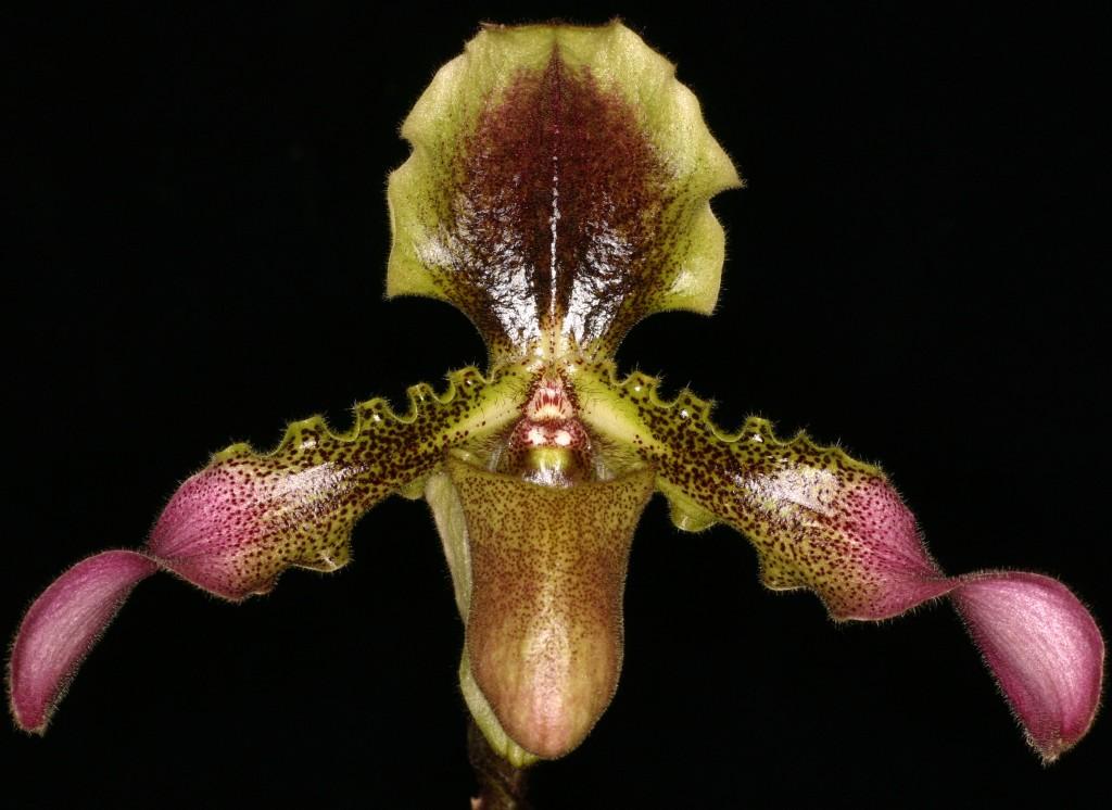 Paphiopedilum hirsutissimum - HCC/AOC