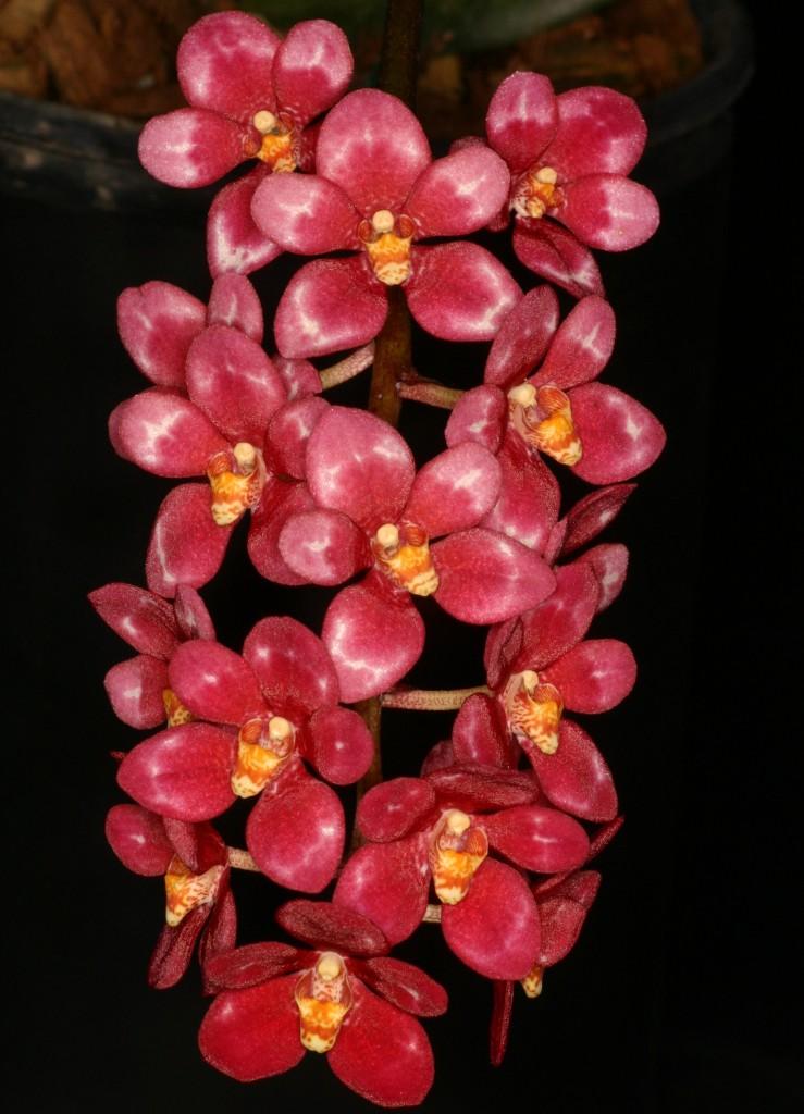 Sarcochilus Magic - HCC/AOC