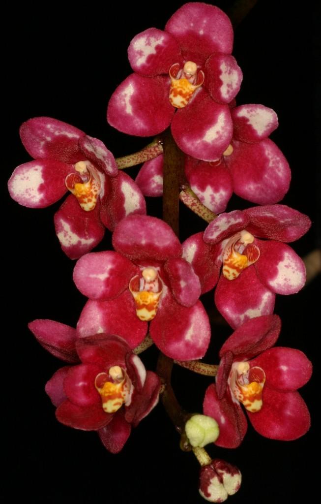 Sarcochilus Magic - HCC/AOC