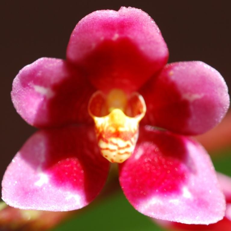 Sarcochilus Magic - HCC/AOC