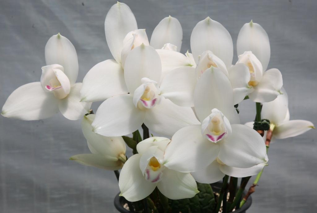 Angraecostylis Nowra