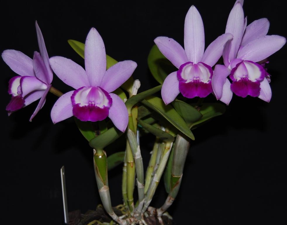 Cattleya intermedia - HCC/AOC