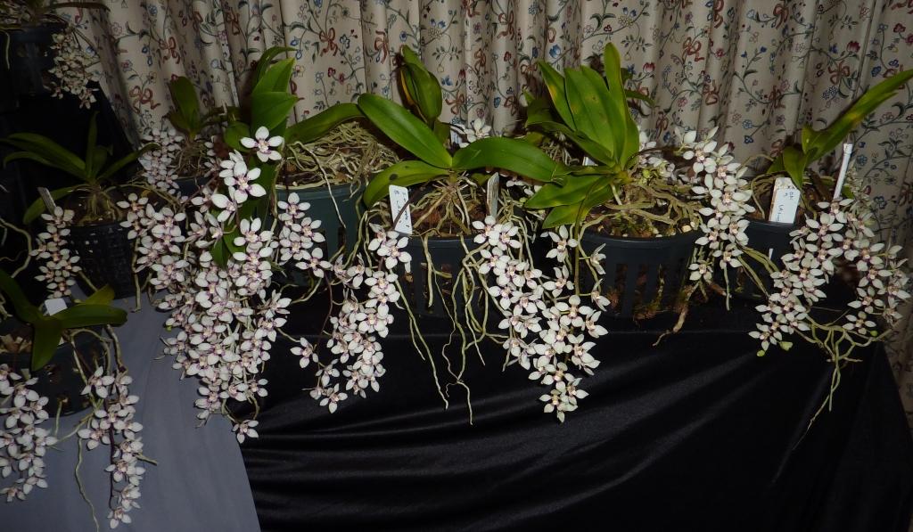 Sarco Olive Nymph ASR