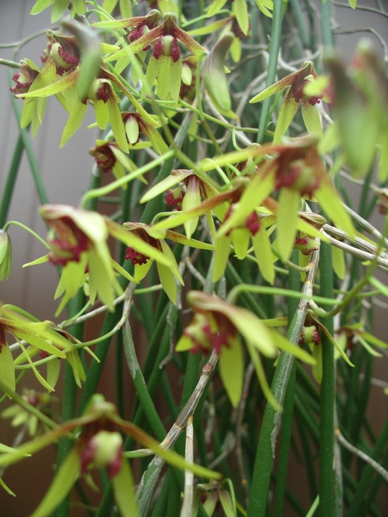 Dendrobium Tweetas - AM/AOC